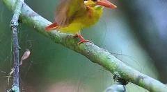 Kingfisher - król łowienie ryb